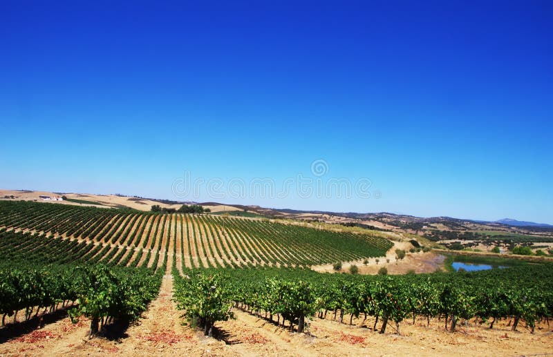 Vineyard at Alentejo region,Portugal.