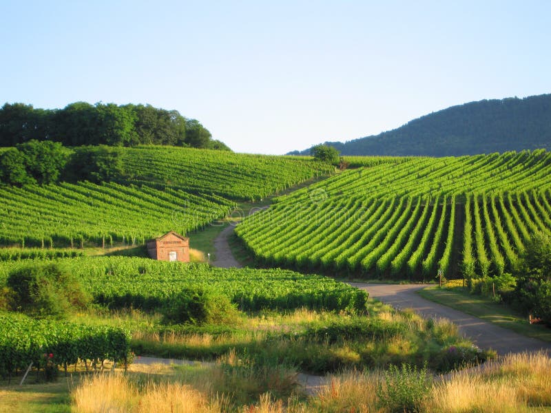 Vineyard in Alsace