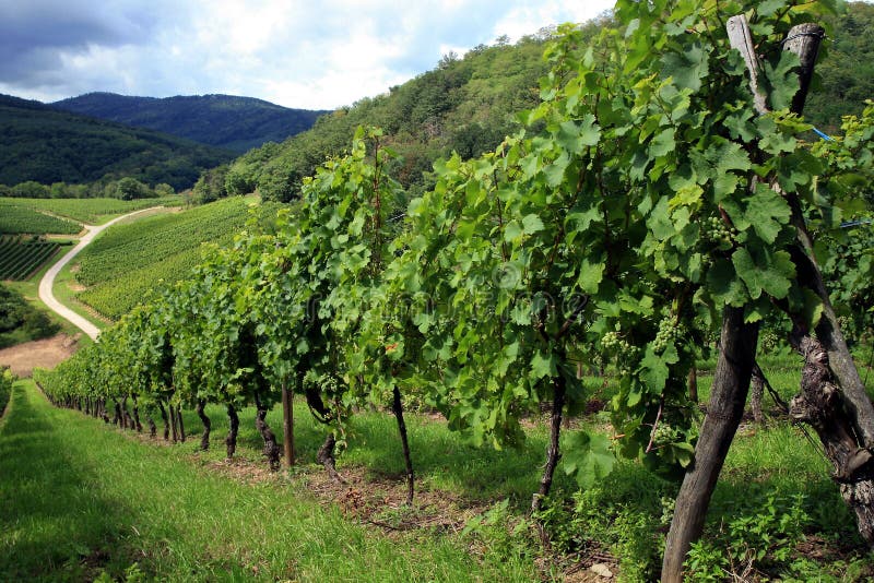 Vineyard, Alsace, France