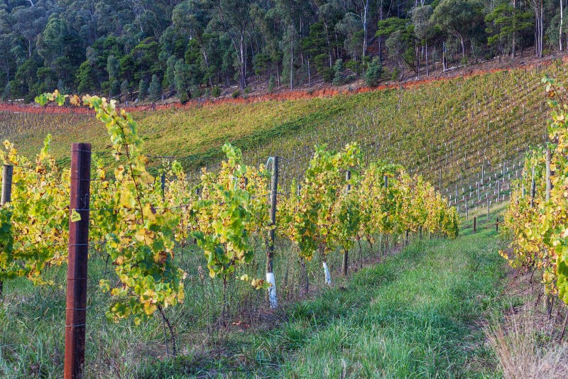 Vineyard in Australia in Autumn Closeup of Vine Rows. Stock Photo