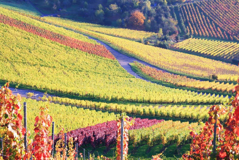 Vineyard in autumn