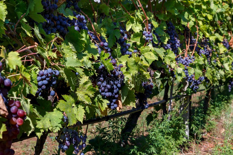Vineyard in Autumn Ready for Harvest Stock Image Image of agriculture