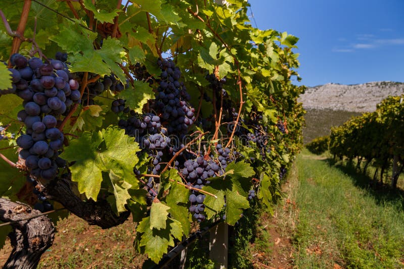Vineyard in Autumn Ready for Harvest Stock Photo Image of vineyard
