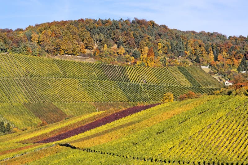 Vineyard - the autumn season