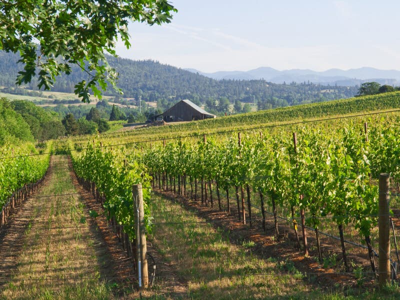 Vineyard With Barn And Mountains Stock Photo Image Of Growing