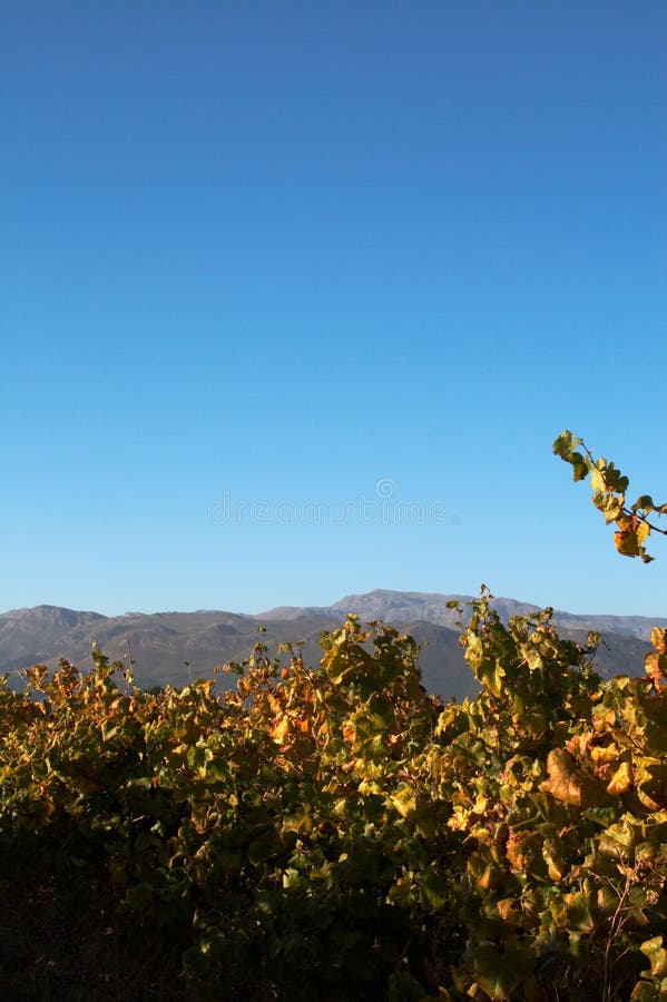 Vineyard on Boschendal