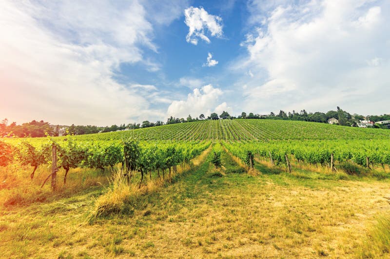 Vineyard on bright summer day under blue sky with white clouds in Vienna Austria stock image Vineyard on bright summer day under blue sky with white clouds in Vienna Austria stock image