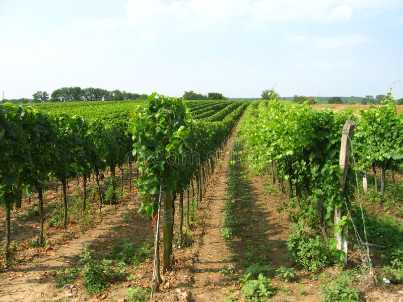 Vineyard in burgenland