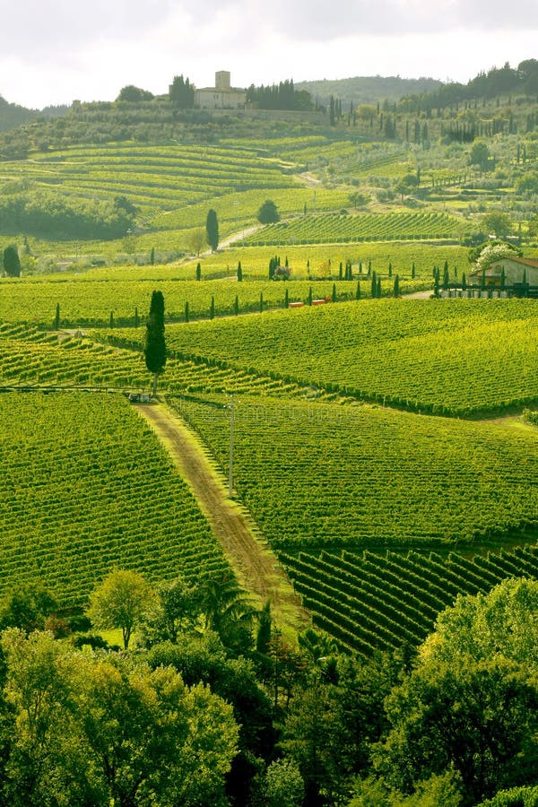 Vineyard in Chianti, Tuscany, Italy