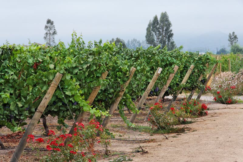 Country House Garden Chile stock photo. Image of porch 5966798