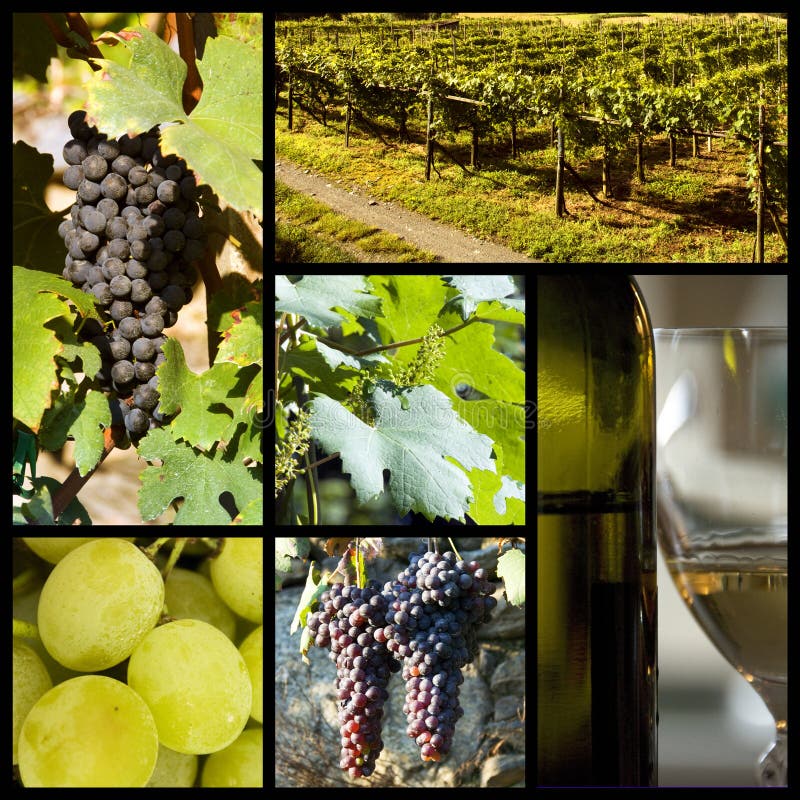 Vineyard collage. Made of grapes, leaves and wine Vineyard collage. Made of grapes, leaves and wine