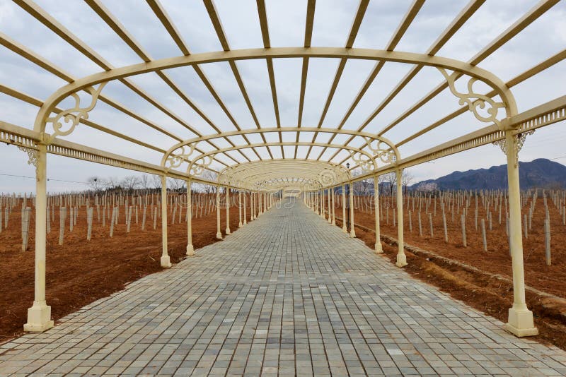 Corridor in Vineyard