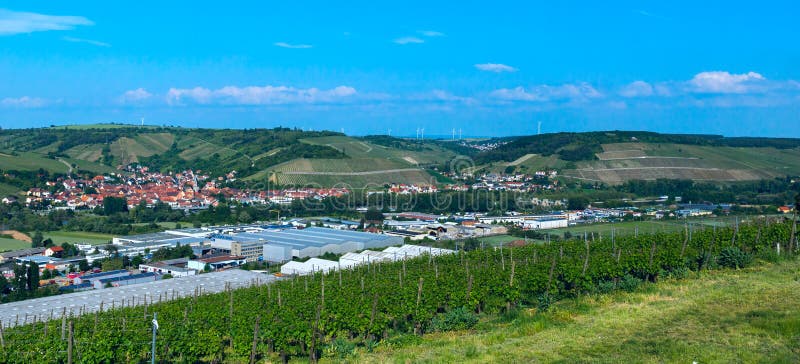 Vineyard in countryside on sunny day