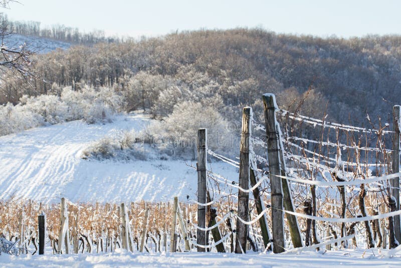 Vineyard covered with snow in winter