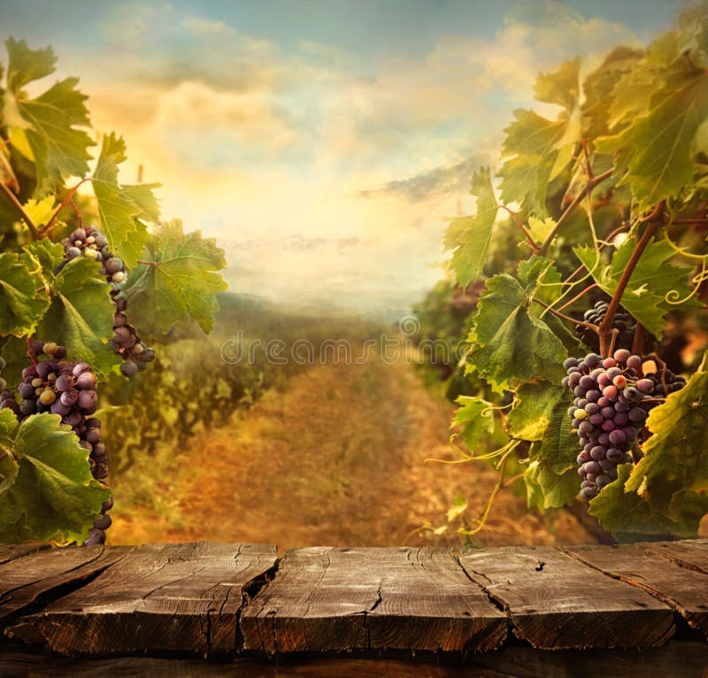 Vineyard Design Stock Photo - Image: 52050685