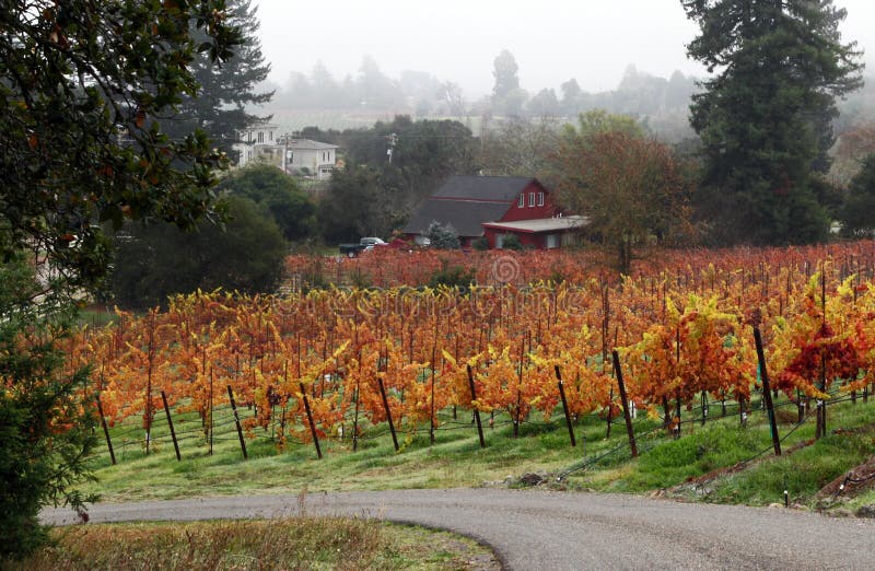 Vineyard on Fire