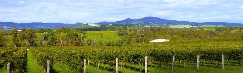 Vineyard panorama N.S.W.A ustralia