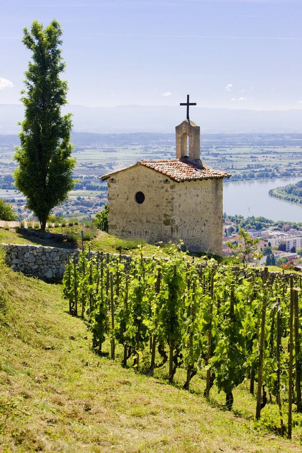 Vineyard in France