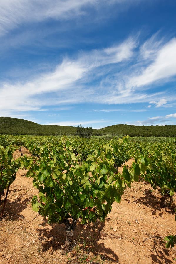 Vineyard in France stock image. Image of plantation, cultivation 20611197