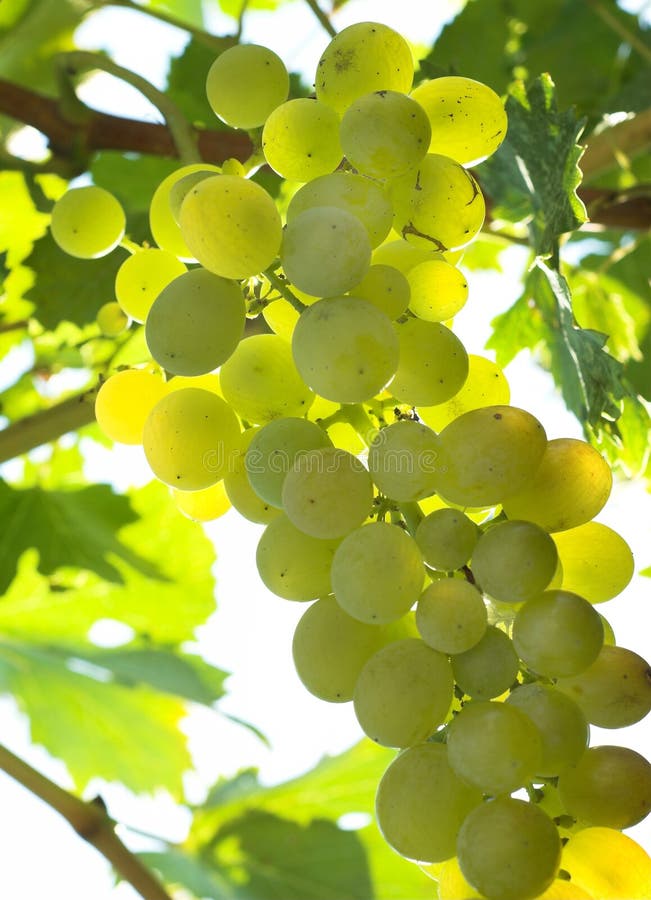 Vineyard Grape