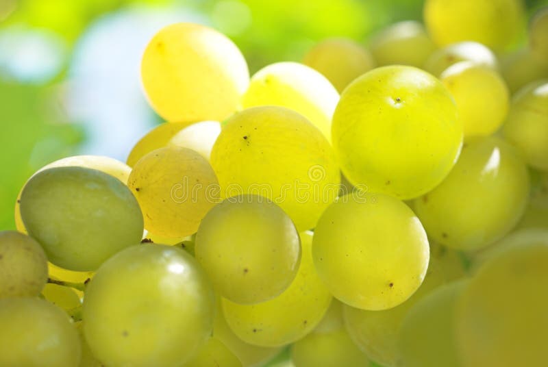 Vineyard Grape