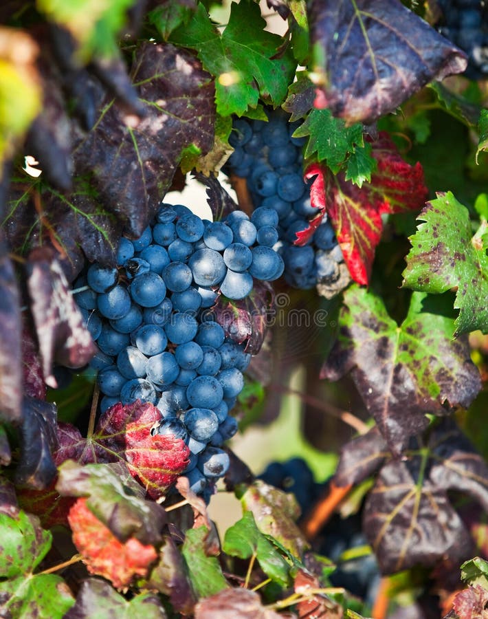 Vineyard, grape harvest in Asti, Piedmont, Italy. royalty free stock image Vineyard, grape harvest in Asti, Piedmont, Italy. royalty free stock image