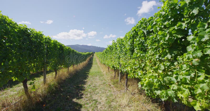 Vineyard - grape vines for wine making of Red wine or Rose wine