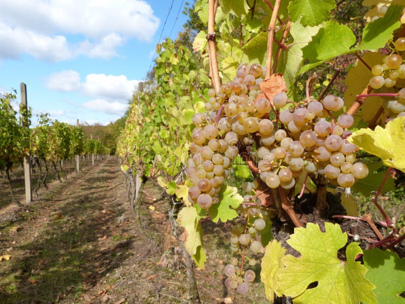 Vineyard and grapes