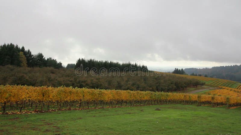 Vineyard with Grapes Bearing Vines in Fall Season Panning