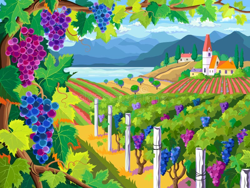 Vineyard and grapes bunches