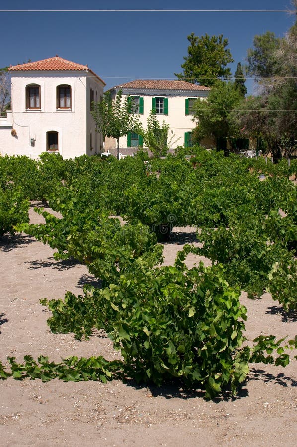 Vineyard in Greek island