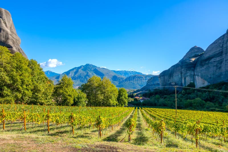 Vineyard in Greek Meteora on a Sunny Summer Day