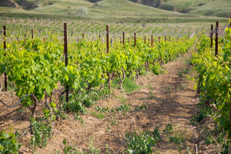 Vineyard stock image. Image of rural, hill, rows, scenics 60423823