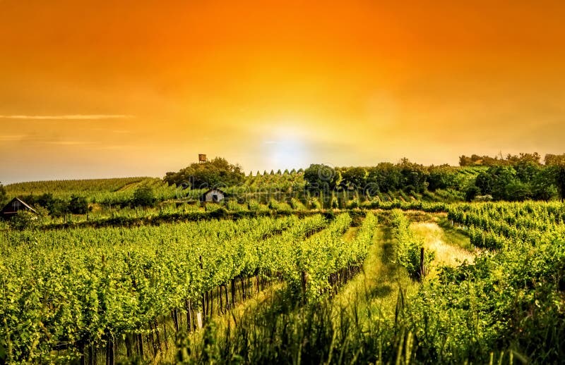 Vineyard Hills of the City of Vienna Stock Photo Image of chianti