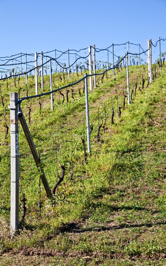 Vineyard irrigation system stock image. Image of cultivated 19338533