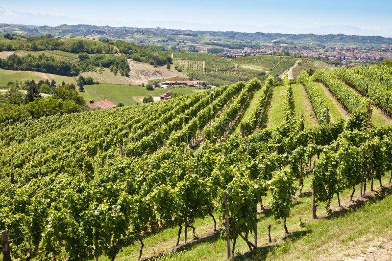 Vineyard in Italy