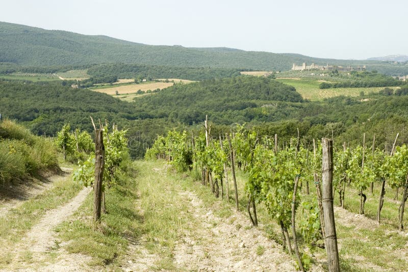 Vineyard in Italy stock image. Image of italy, outdoor 3849069