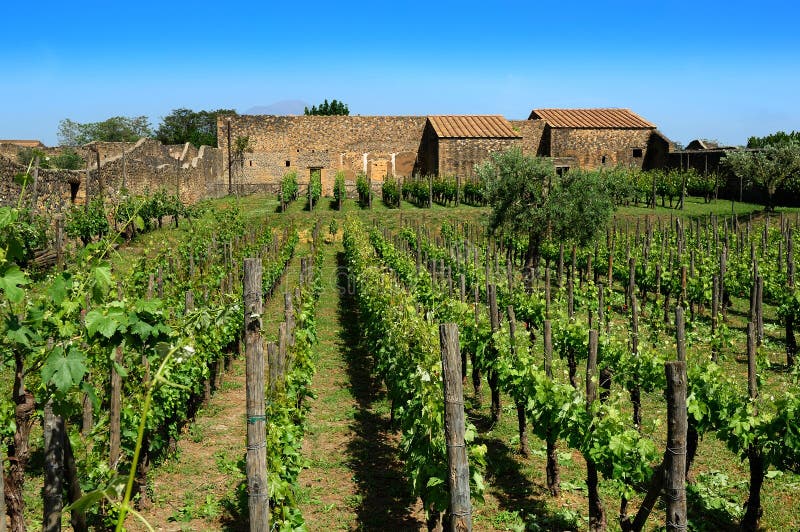 Vineyard in Italy