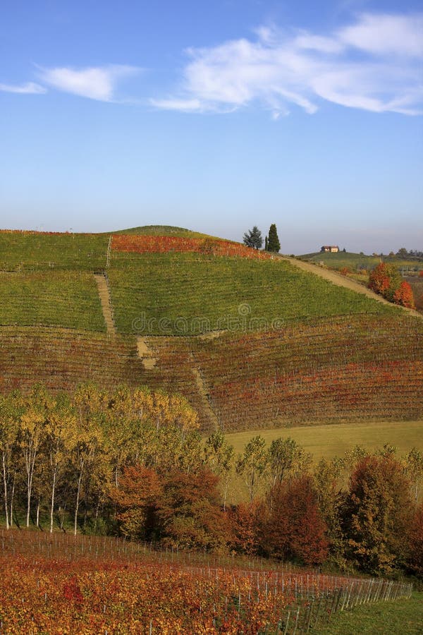 Vineyard landscape in autumn