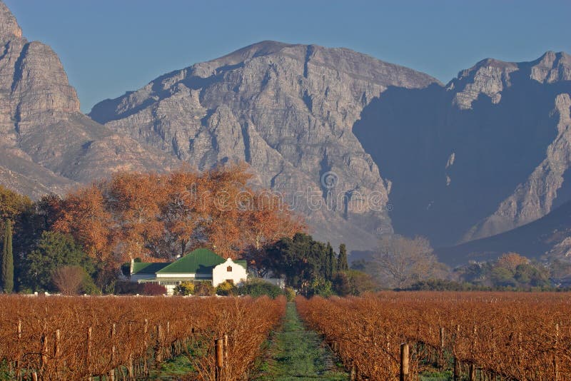 Vineyard landscape, Cape Town area, South Africa royalty free stock photography Vineyard landscape, Cape Town area, South Africa royalty free stock photography