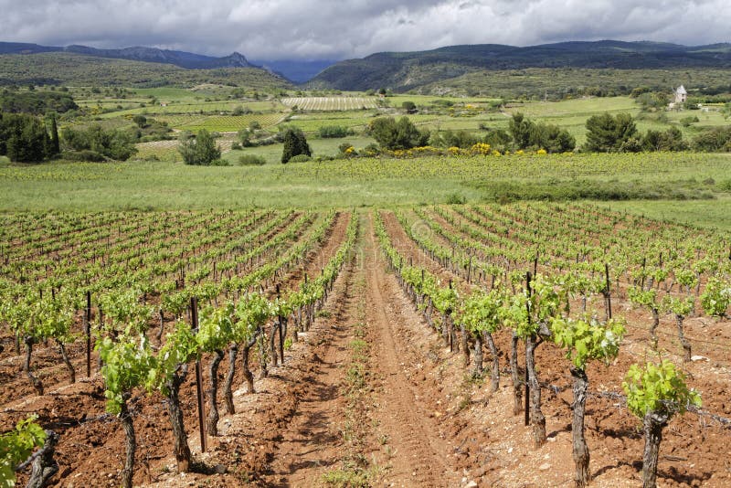 Vineyard landscape