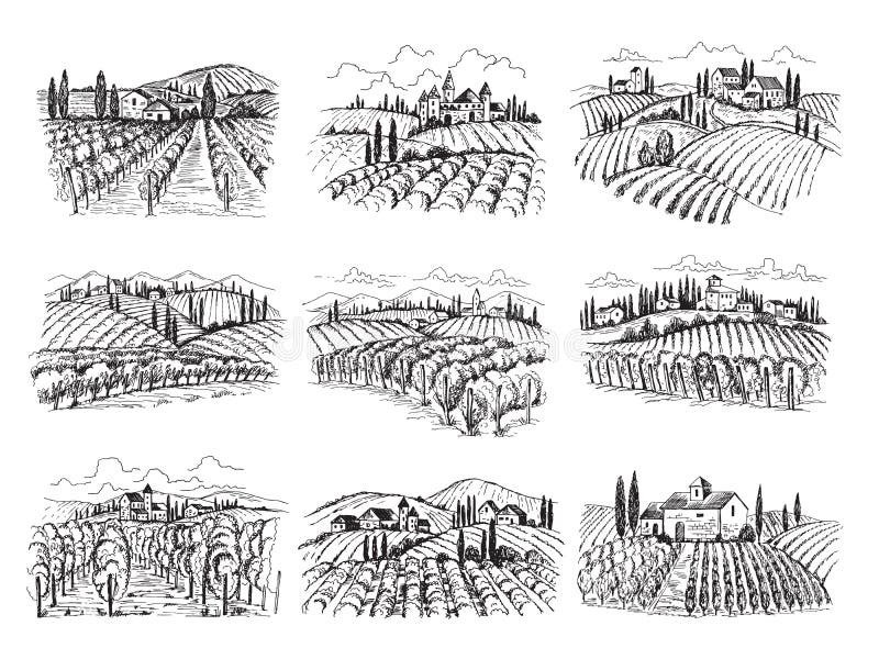 Vineyard landscape. Farm grape fields with houses agricultural hand drawn vector illustrations