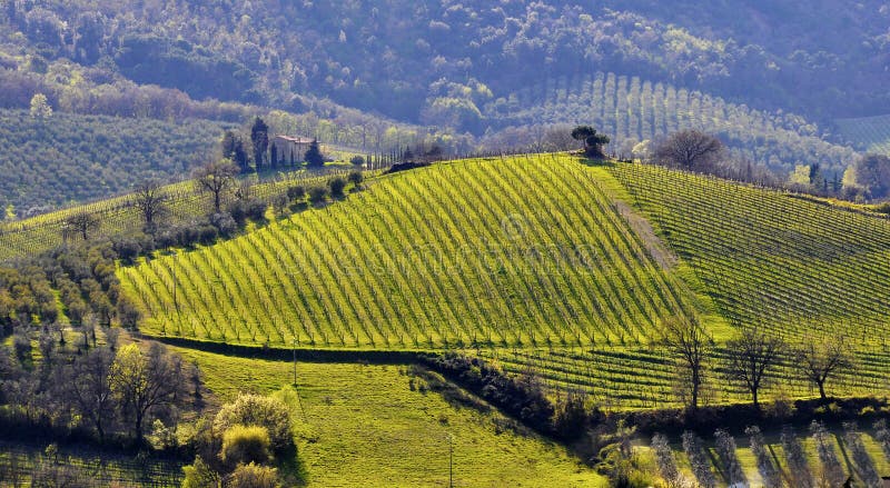 Vineyard landscape in Italy