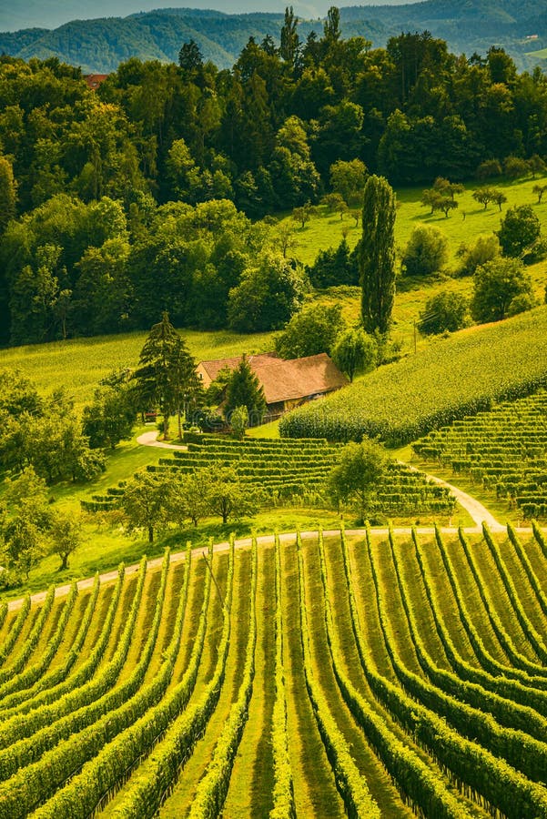 Vineyard landscape at South Styrian Wine Road in Slovenia on border with Austria