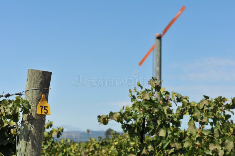 Vineyard with a large fan blade and number 75
