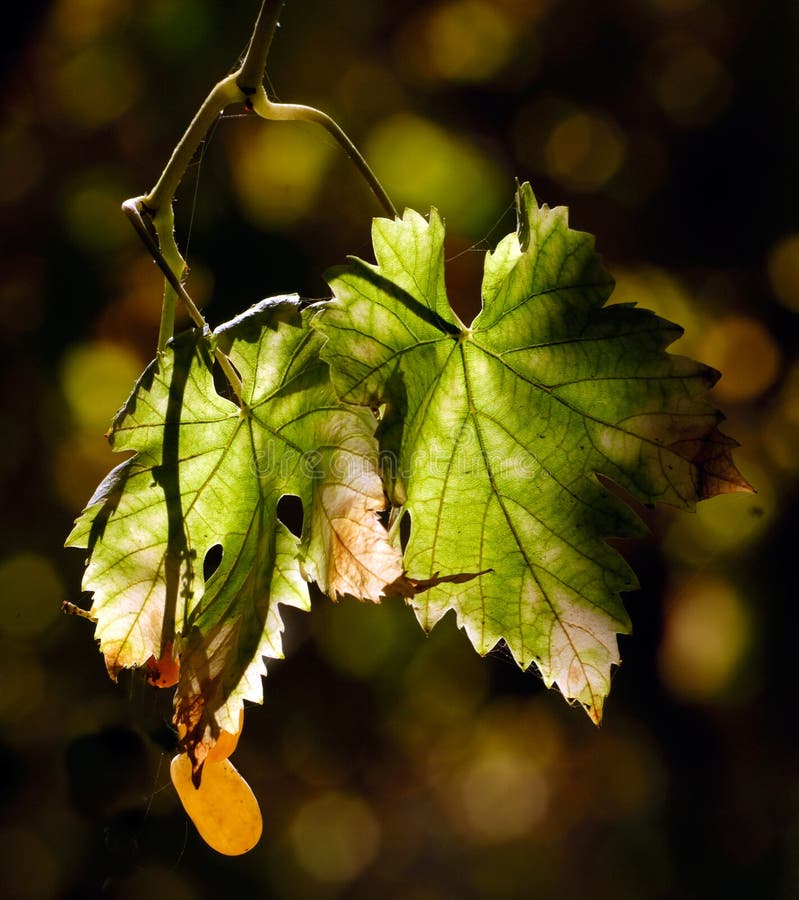 Vineyard leaves