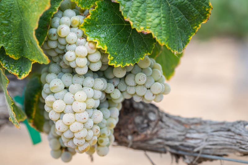 Vineyard with Lush, Ripe Wine Grapes on the Vine Ready for Harvest