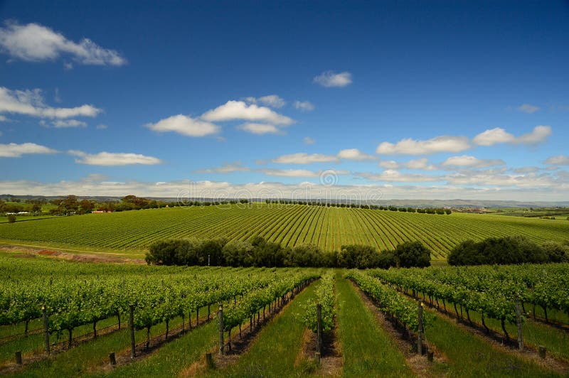 Vineyard in Adelaide Hills stock photo. Image of autumn 40248032