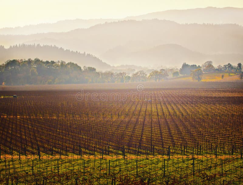 Il sole splende attraverso una leggera nebbia oltre senza foglie, i vitigni piantati in filari, in vigneto a coltivazione di uve da vino, in inverno, nella Napa Valley wine country, nel nord della California, vicino a St.