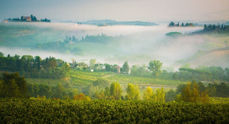 Vineyard near san gimignano Tuscany.